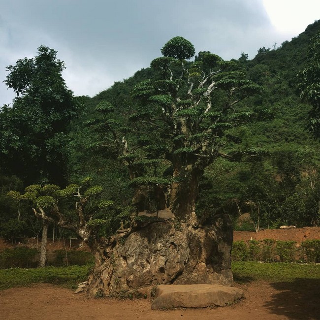Cây Duối ngàn năm tuổi ở Thung Nham